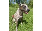 Adopt Millie a Gray/Blue/Silver/Salt & Pepper Texas Heeler / Mixed dog in Old
