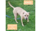 Adopt Jewel a Tan/Yellow/Fawn Pit Bull Terrier / Labrador Retriever / Mixed dog