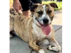 Adopt Mandy a White - with Red, Golden, Orange or Chestnut Pit Bull Terrier /