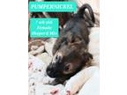 Adopt Pumpernickel a Brown/Chocolate - with Tan German Shepherd Dog / Mixed dog