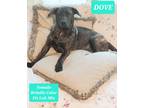 Adopt Dove a Brindle American Pit Bull Terrier / Mixed dog in Locust Grove
