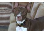 Adopt Bergy **Courtesy Posting** a Brown/Chocolate - with Tan Boston Terrier /