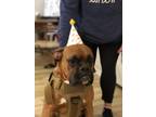 Adopt Tyson a Tan/Yellow/Fawn - with White Boxer / Mixed dog in San Jose