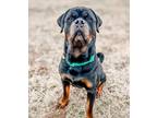 Adopt Phillip a Black - with Brown, Red, Golden, Orange or Chestnut Rottweiler /