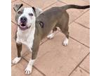 Adopt 55707797 a Brown/Chocolate American Pit Bull Terrier / Mixed Breed