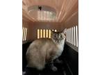 Adopt Tiny a Cream or Ivory Siamese / Mixed Breed (Medium) / Mixed (short coat)