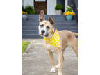 Adopt Lollipop a Brindle Black Mouth Cur / Mixed Breed (Medium) / Mixed (short