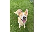 Adopt Natasha a Tan/Yellow/Fawn Australian Cattle Dog / Mixed Breed (Medium) /