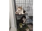 Adopt Stanley a Brown Tabby Domestic Shorthair (short coat) cat in Webster City
