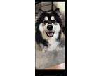 Adopt Daisy - In Foster a Black Alaskan Malamute / Husky / Mixed (short coat)