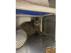 Adopt Callie a Brown Tabby Domestic Shorthair / Mixed Breed (Medium) / Mixed