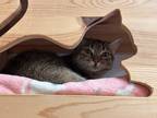 Adopt Micka a Brown Tabby Domestic Shorthair / Mixed Breed (Medium) / Mixed