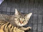 Adopt Shya a Brown Tabby Domestic Shorthair / Mixed Breed (Medium) / Mixed