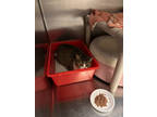 Adopt Princess Sr a Brown Tabby Domestic Shorthair / Mixed Breed (Medium) /