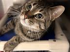 Adopt Bonnie a Brown Tabby Domestic Shorthair / Mixed Breed (Medium) / Mixed