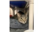Adopt martin a Brown Tabby Domestic Shorthair / Mixed Breed (Medium) / Mixed