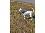 Adopt Cookie a White - with Black Jack Russell Terrier / Mixed dog in