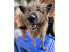 Adopt Holiday a Jindo / Wheaten Terrier / Mixed dog in San Diego, CA (41145985)