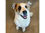Adopt Juno a White - with Red, Golden, Orange or Chestnut Great Pyrenees / Mixed