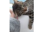 Adopt Woodsy a Domestic Shorthair / Mixed (short coat) cat in Neillsville