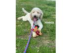 Adopt Nimbus a Poodle (Standard) / Mixed Breed (Medium) / Mixed dog in Carthage