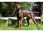 Adopt CARDINAL a Brown/Chocolate - with Black Doberman Pinscher / Mixed dog in