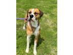 Adopt Baker a Boxer / Mixed Breed (Medium) / Mixed dog in Carthage