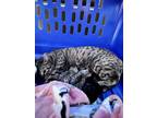 Adopt Mae a Brown Tabby Domestic Shorthair / Mixed Breed (Medium) / Mixed (short