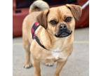 Adopt Tater Tot a Tan/Yellow/Fawn - with Black Pug / Mixed Breed (Small) / Mixed