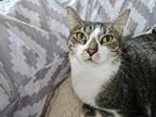 Adopt Baby Spice a Brown Tabby Domestic Shorthair (short coat) cat in Dallas