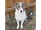 Adopt Bella a White - with Brown or Chocolate American Staffordshire Terrier dog