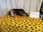 Adopt Hayden a Black - with White Blue Heeler / Shepherd (Unknown Type) dog in