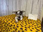 Adopt Heidi a Black - with White Blue Heeler / Shepherd (Unknown Type) dog in