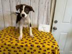 Adopt Hunter a Black - with Brown, Red, Golden, Orange or Chestnut Blue Heeler