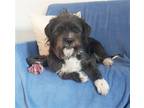 Adopt Bosley a Black Shih Tzu / Terrier (Unknown Type, Medium) / Mixed dog in