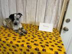 Adopt Harmony a Black - with White Blue Heeler / Shepherd (Unknown Type) dog in