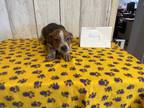 Adopt Henry a Brown/Chocolate - with White Blue Heeler / Shepherd (Unknown Type)