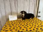 Adopt Hannah a Black - with White Blue Heeler / Shepherd (Unknown Type) dog in