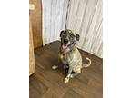 Adopt Reggie a Tan/Yellow/Fawn - with Black Dutch Shepherd dog in Opelousas