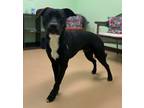 Adopt Starling a Black Golden Retriever / Mixed Breed (Medium) / Mixed (short