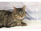Adopt Benso a Brown Tabby Domestic Shorthair / Mixed Breed (Medium) / Mixed