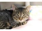 Adopt Lorent a Brown Tabby Domestic Shorthair / Mixed Breed (Medium) / Mixed