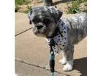 Adopt Wicket a Gray/Silver/Salt & Pepper - with White Shih Tzu / Mixed dog in