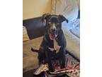 Adopt Sweetie a Black - with White Mastiff / Labrador Retriever / Mixed dog in