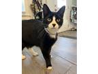 Adopt Rambo a Black & White or Tuxedo American Shorthair / Mixed (medium coat)