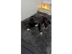 Adopt Brimer KA a Black - with White Labrador Retriever / Border Collie / Mixed