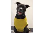 Adopt Bobo a Terrier (Unknown Type, Medium) / Mixed dog in Bemidji
