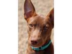 Adopt Giana a Brown/Chocolate - with White Labrador Retriever / Mixed dog in