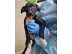 Adopt Delilah a Black - with White Aussiedoodle / Mixed dog in Cannelton