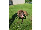 Adopt Ethel a Mountain Cur / Anatolian Shepherd / Mixed dog in Cleveland